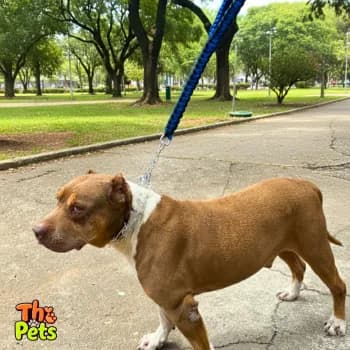 Coleira para cachorros fortes com pino regulável prong collar guia cachorro grande super reforçada guia para cães